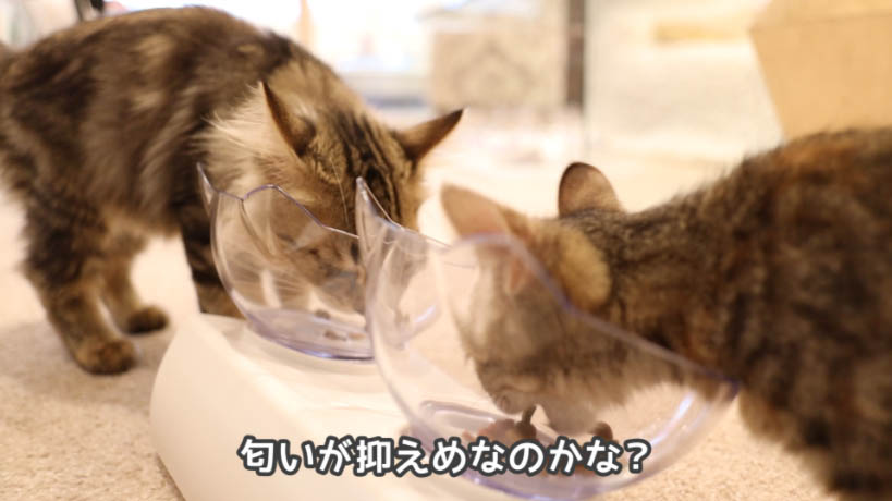 実食！】モンプチ子猫用５種のブレンドのレビュー - ねことぼく